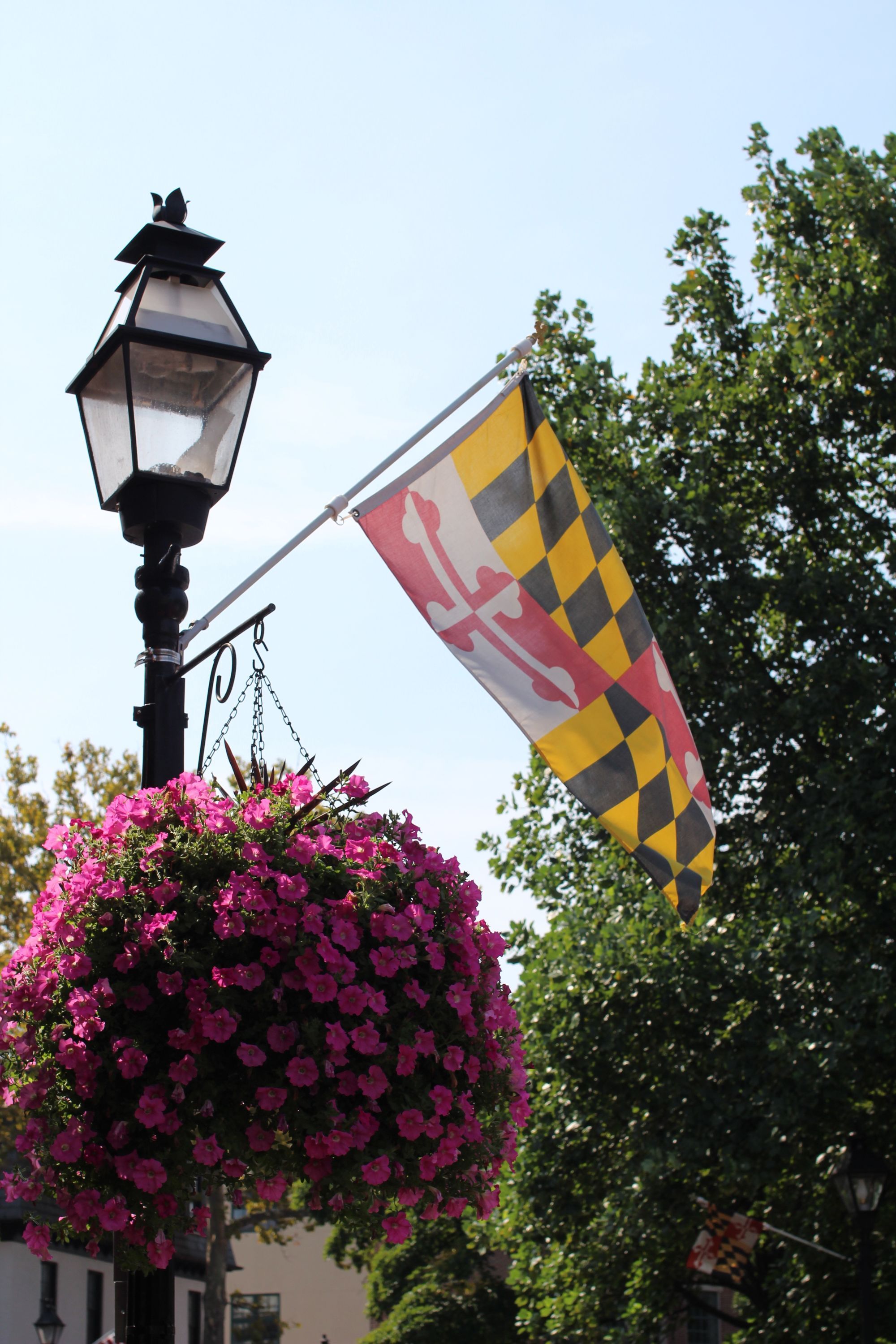 Maryland flag flying from a lamppost on a tree-lined street